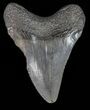 Megalodon Tooth - South Carolina #39987-1